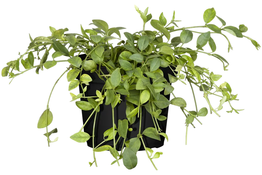 Vinca minor 'Gertrude Jekyll'