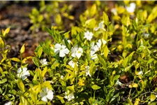 Vinca minor 'Gertrude Jekyll'