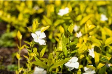 Vinca minor 'Gertrude Jekyll'