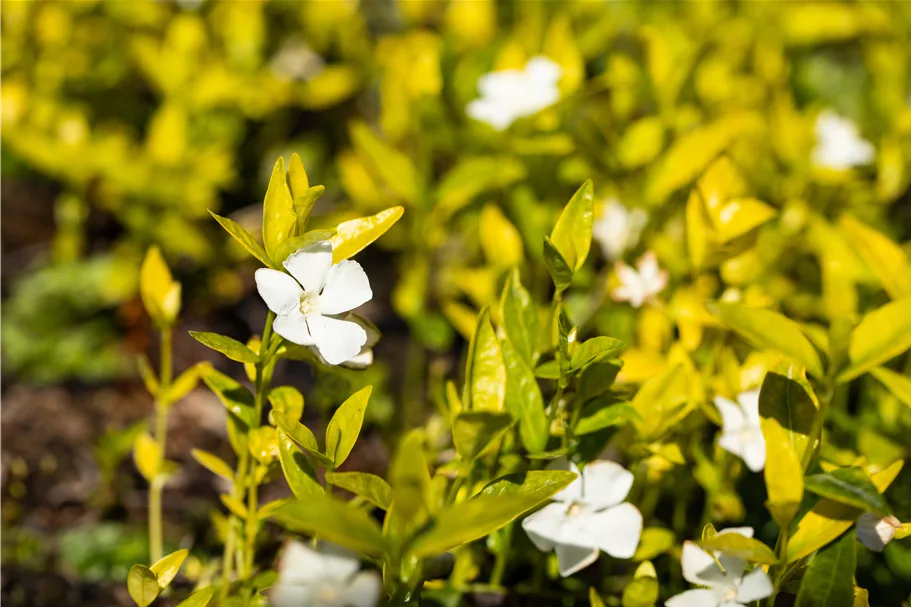 Vinca minor 'Gertrude Jekyll'