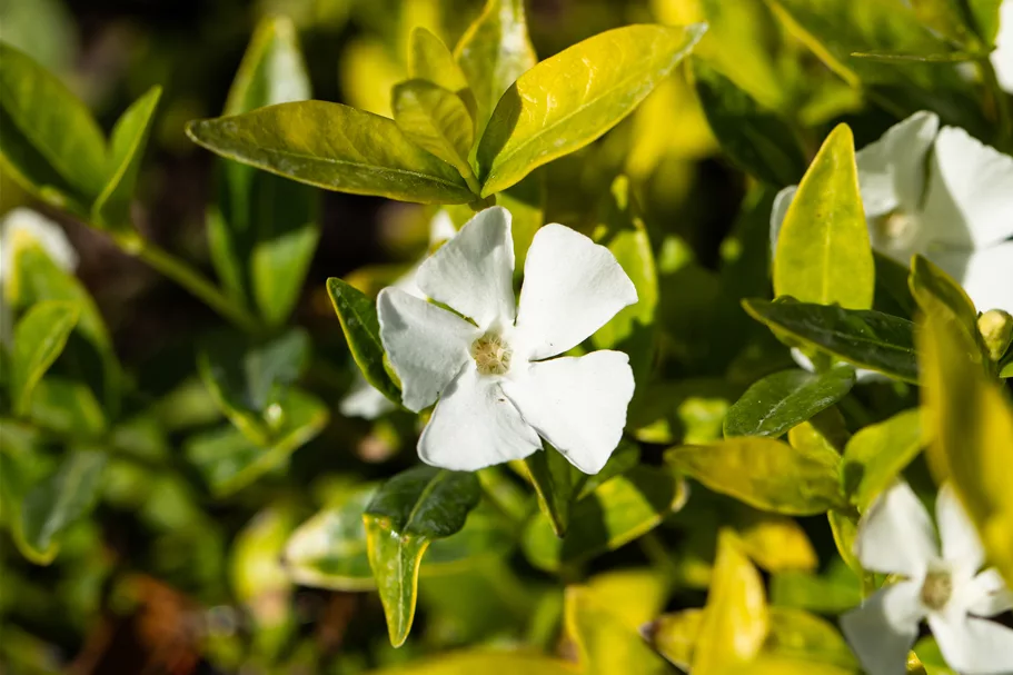 Vinca minor 'Gertrude Jekyll'