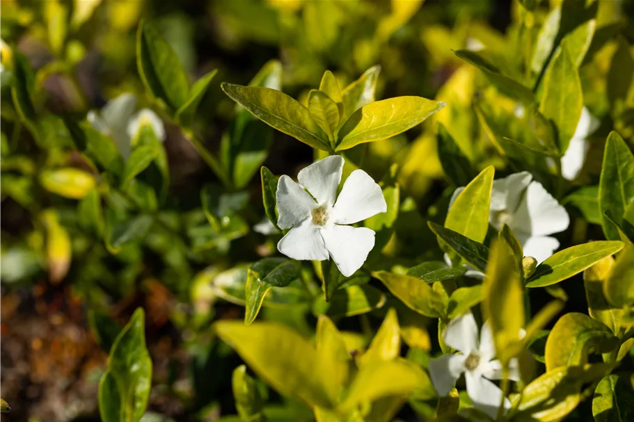 Vinca minor 'Gertrude Jekyll'