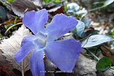 Vinca minor 'Josefine'®