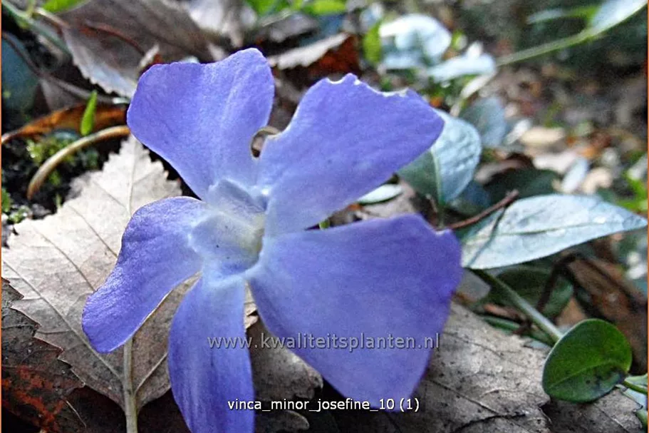 Vinca minor 'Josefine'®