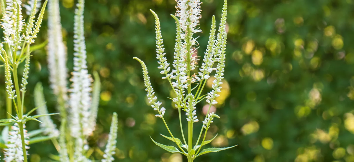 Veronica longifolia 'Schneeriesin'