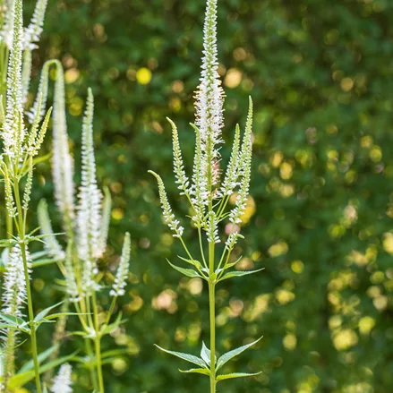 Veronica longifolia 'Schneeriesin'