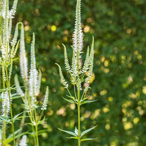 Veronica longifolia 'Schneeriesin'