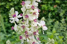 Verbascum nigrum 'Album'