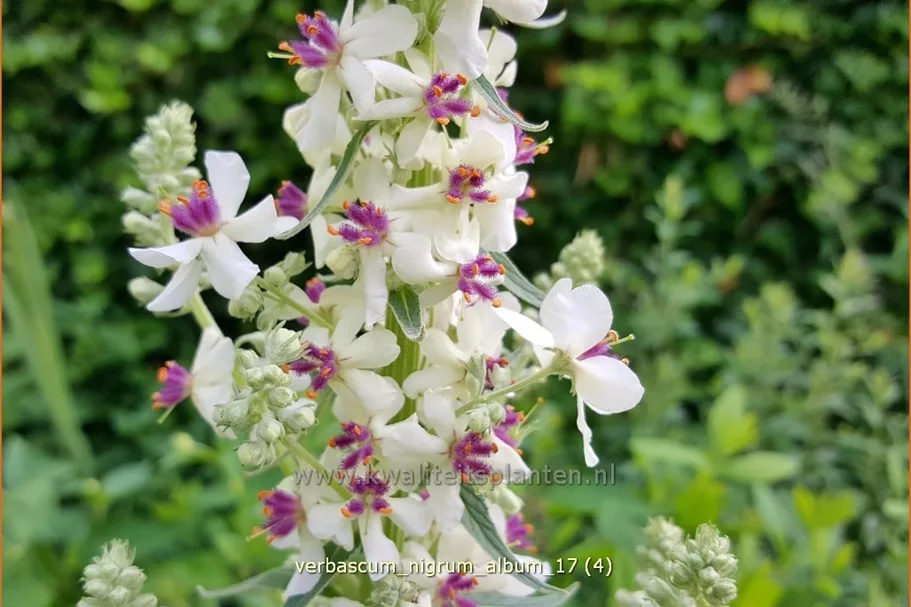 Verbascum nigrum 'Album'