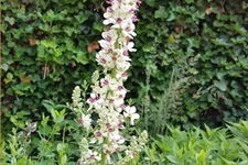 Verbascum nigrum 'Album'