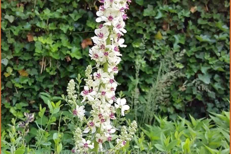 Verbascum nigrum 'Album'