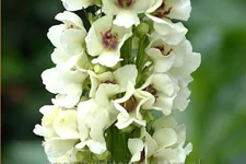 Verbascum nigrum 'Album'