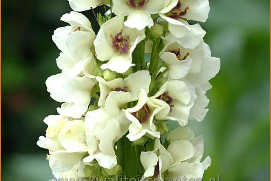 Verbascum nigrum 'Album'