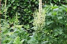 Verbascum nigrum 'Album'