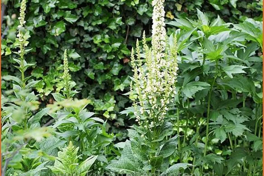 Verbascum nigrum 'Album'