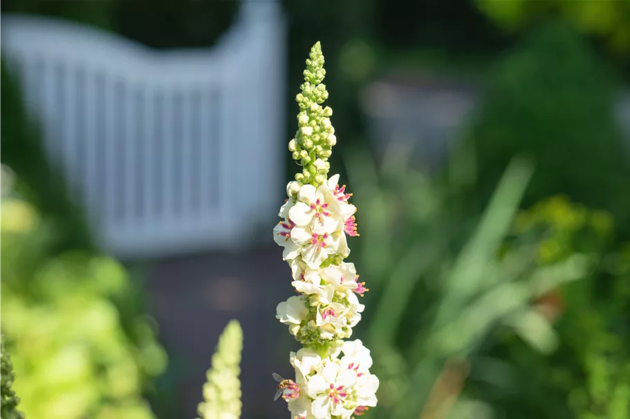 Verbascum nigrum 'Album'