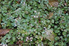 Veronica petraea 'Madame Mercier'