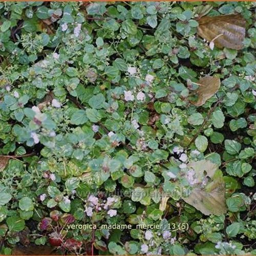 Veronica petraea 'Madame Mercier'