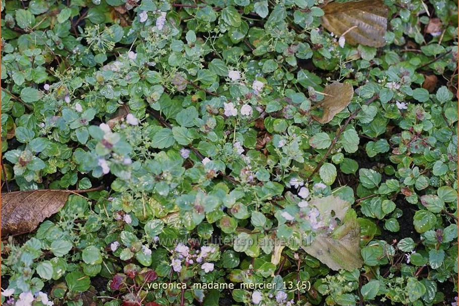 Veronica petraea 'Madame Mercier'