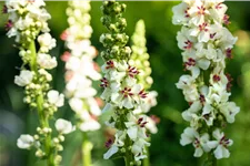 Verbascum nigrum 'Album'