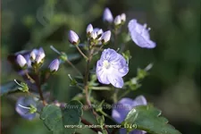 Veronica petraea 'Madame Mercier'