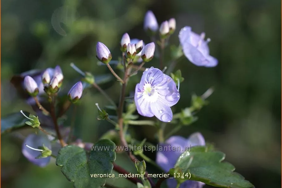 Veronica petraea 'Madame Mercier'