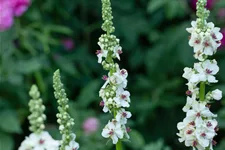 Verbascum nigrum 'Album'