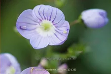 Veronica petraea 'Madame Mercier'