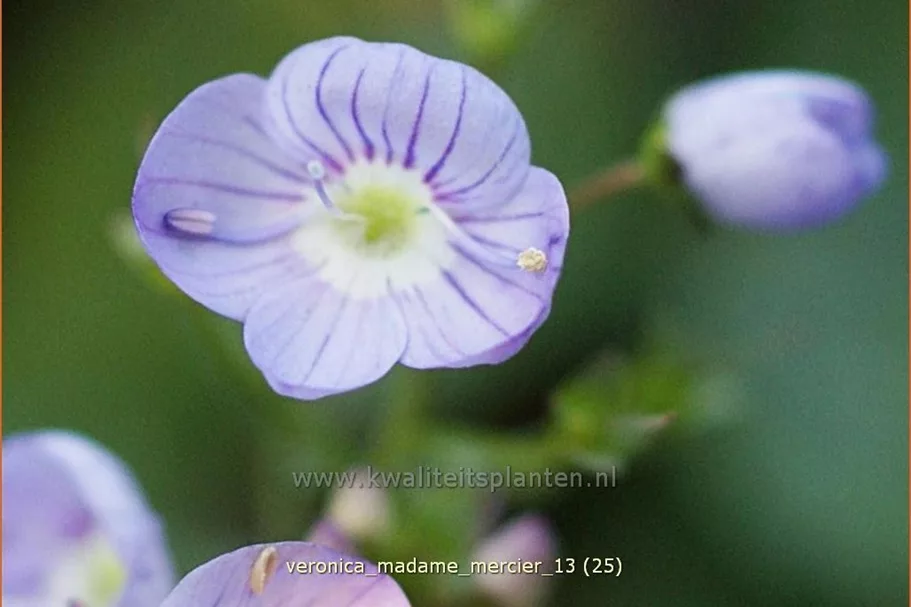 Veronica petraea 'Madame Mercier'