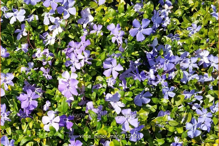 Vinca minor 'Marie'(s)