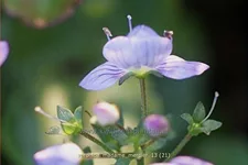 Veronica petraea 'Madame Mercier'