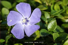 Vinca minor 'Marie'(s)