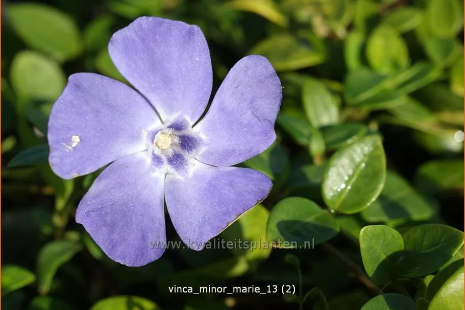 Vinca minor 'Marie'(s)