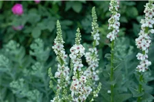 Verbascum nigrum 'Album'