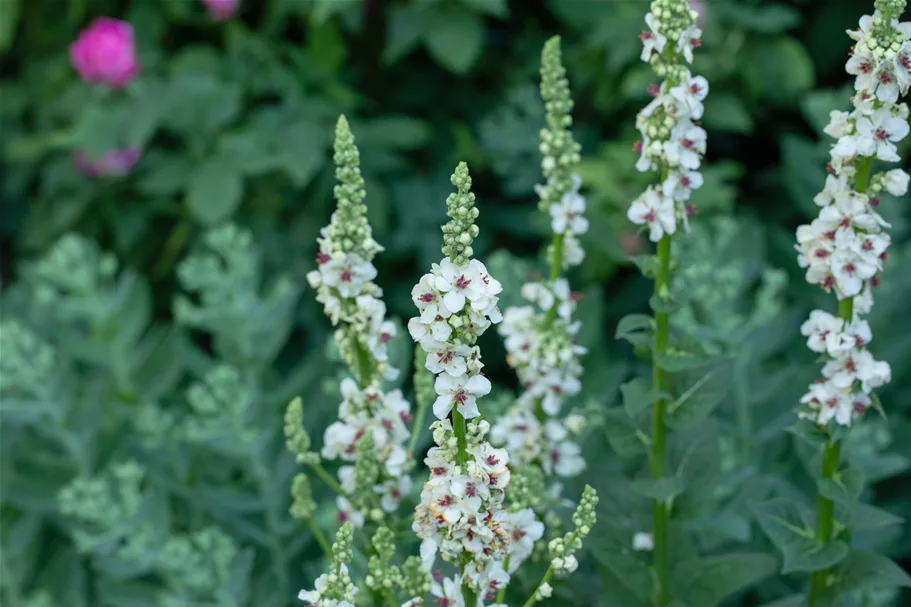 Verbascum nigrum 'Album'