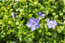Vinca minor 'Marie'(s)