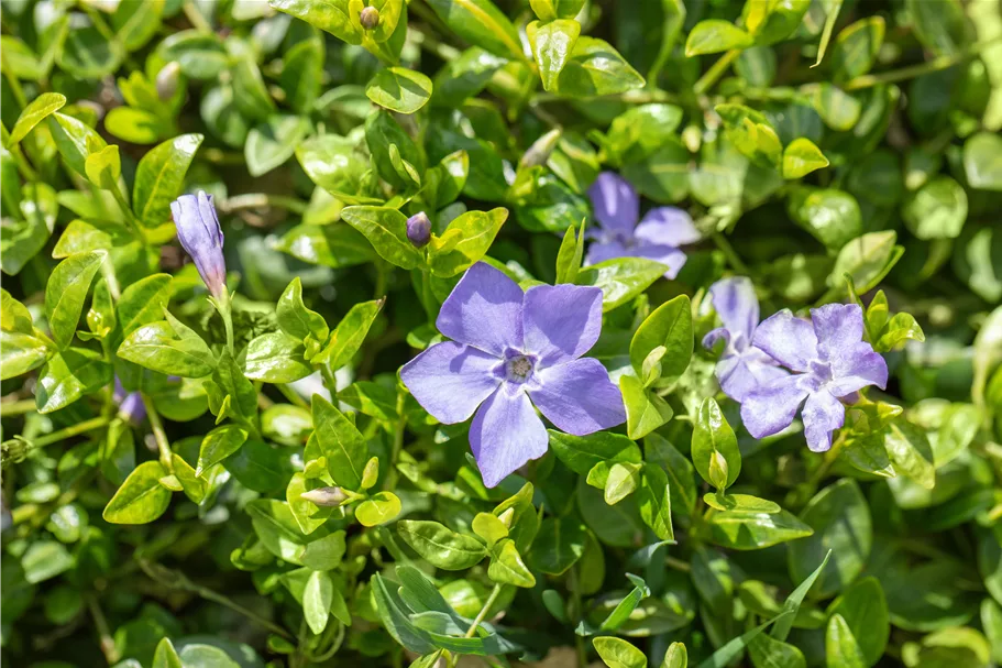 Vinca minor 'Marie'(s)