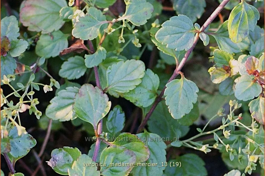Veronica petraea 'Madame Mercier'