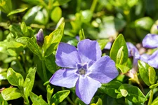 Vinca minor 'Marie'(s)