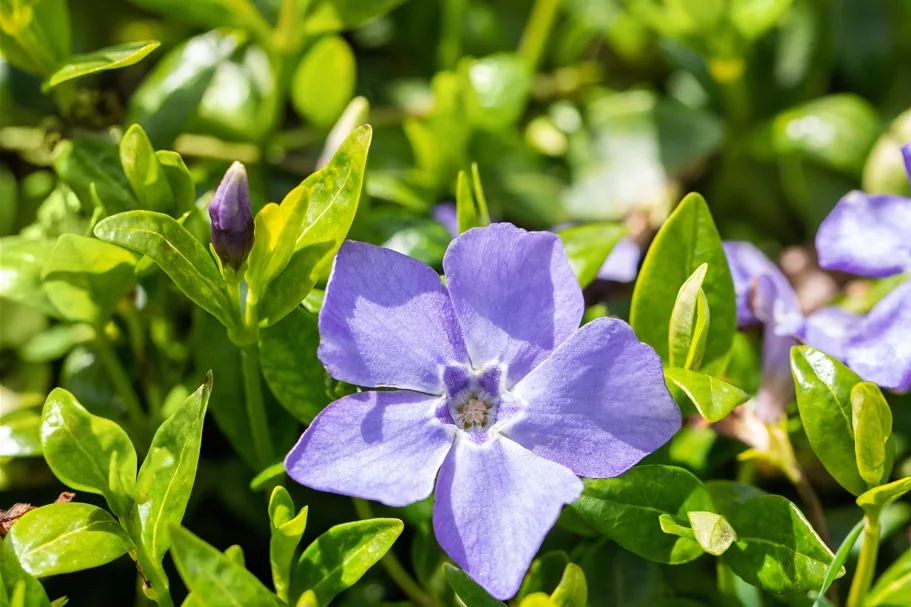 Vinca minor 'Marie'(s)