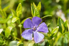 Vinca minor 'Marie'(s)