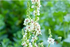 Verbascum nigrum 'Album'