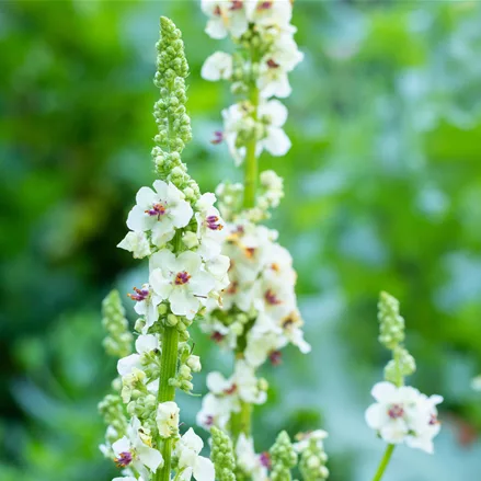 Verbascum nigrum 'Album'
