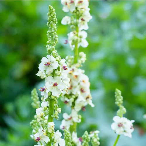 Verbascum nigrum 'Album'