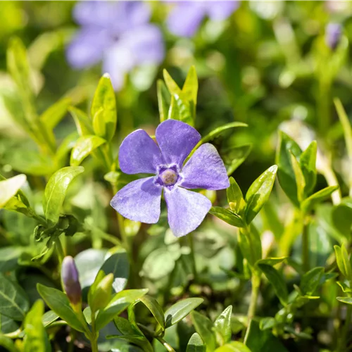 Vinca minor 'Marie'(s)