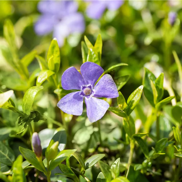 Vinca minor 'Marie'(s)