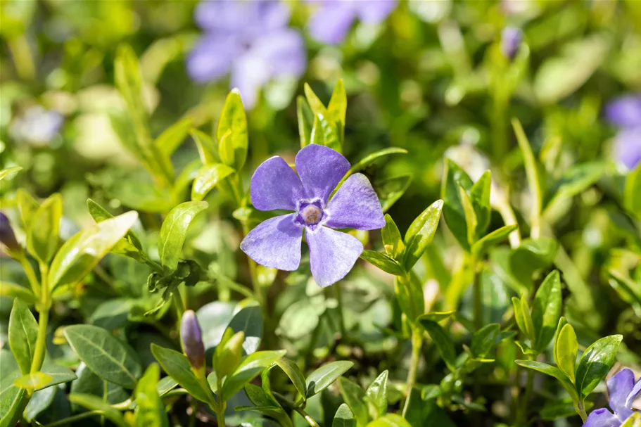 Vinca minor 'Marie'(s)