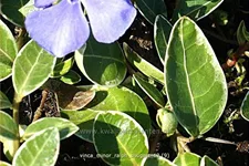 Vinca minor 'Ralph Shugert'