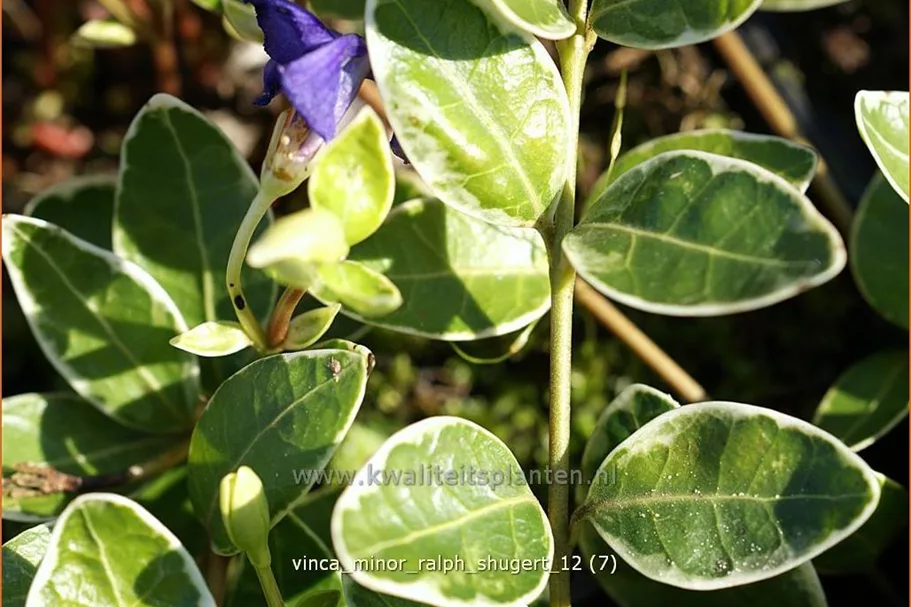 Vinca minor 'Ralph Shugert'