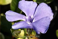 Vinca minor 'Ralph Shugert'